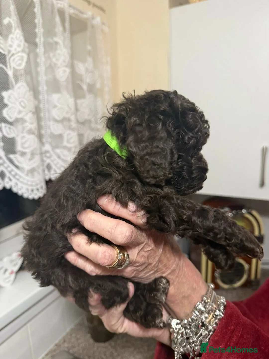Cockapoo dogs for sale: Cockapoo Pups for Sale - Advert 11