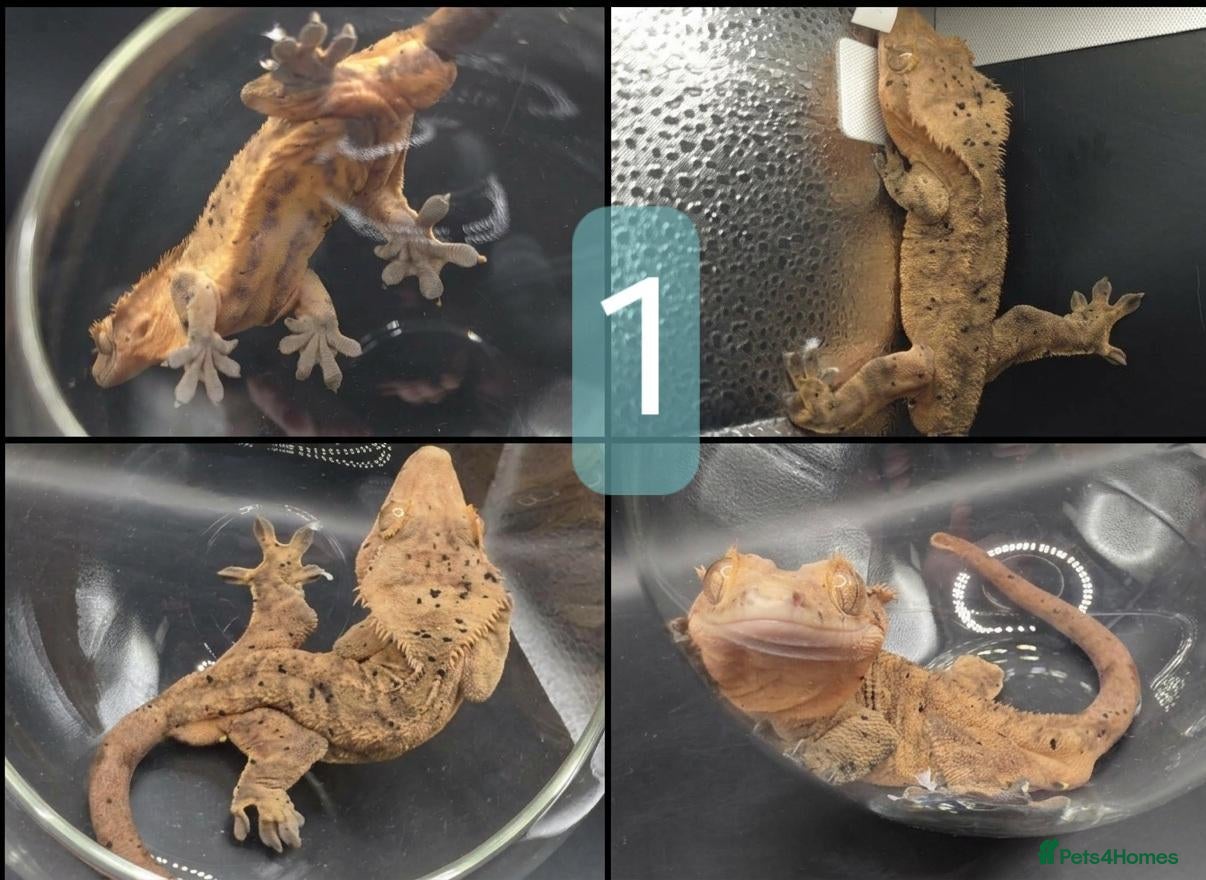 Gecko reptiles various crested geckos - Advert 1