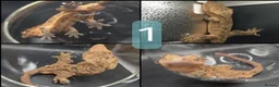Gecko reptiles for sale: various crested geckos - Advert 1