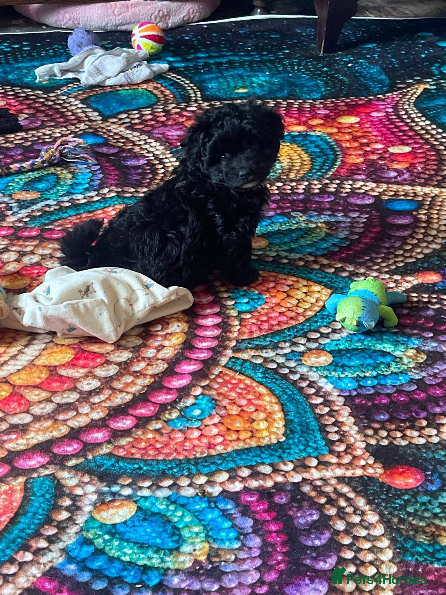 Pomapoo dogs Pomapoos REDUCED PRICE REDUCED PRICE  - Advert 11