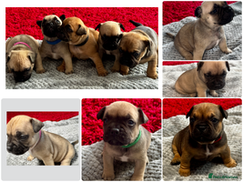 Mixed Breed dogs - Advert 5