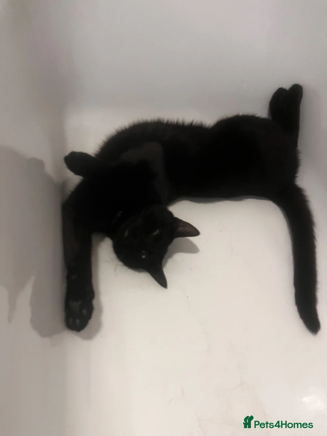 Mixed Breed cats for sale: 3 kittens in Stoke-on-Trent - Advert 1