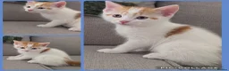 British Shorthair cats for sale: 3 Male & 1 Female kittens. Beautiful and playful  - Advert 2