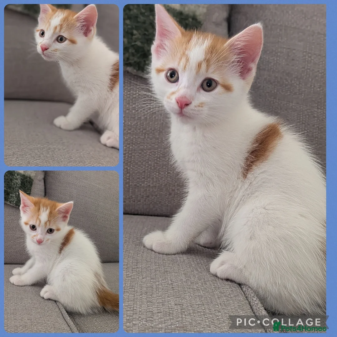 British Shorthair cats for sale: 3 Male & 1 Female kittens. Beautiful and playful  - Advert 2