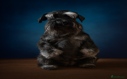 Miniature Schnauzer dogs for sale: Charming Mini Schnauzers with KC registration - Image 12