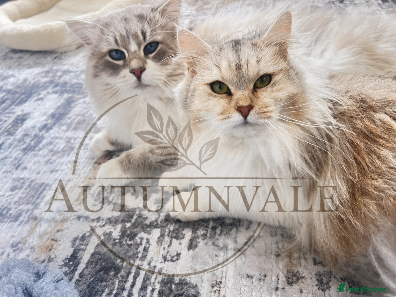 Siberian cats Siberian & Neva Masquerade Kittens Due June 2026 - Advert 1