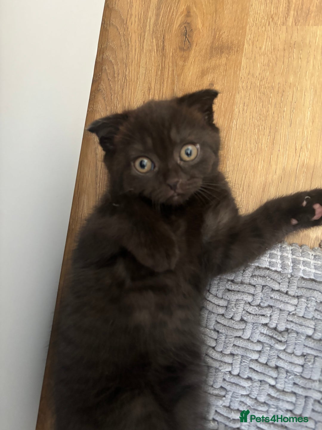 Scottish Fold cats for sale: Stunning Scottish fold and straight kittens - Image 5