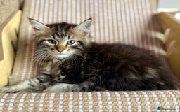 Siberian cats for sale: Champion line kitten😻😽🐈 - Image 4