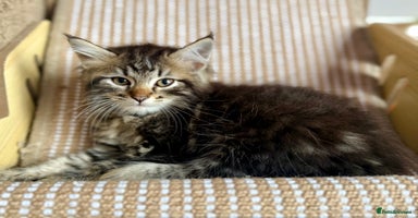 Siberian cats - Advert 13