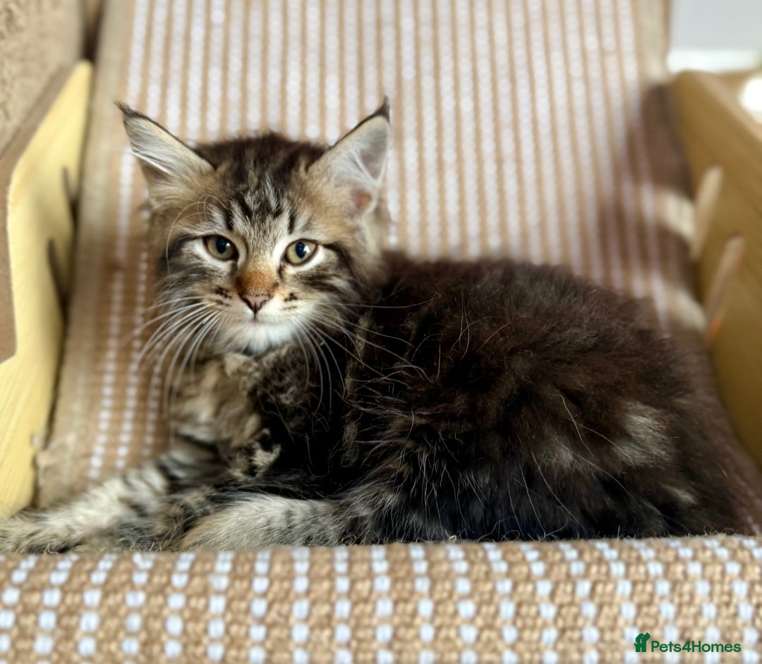 Siberian cats for sale: Champion line kitten😻😽🐈 - Image 4