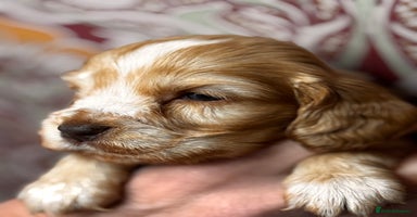 Cocker Spaniel dogs - Advert 8