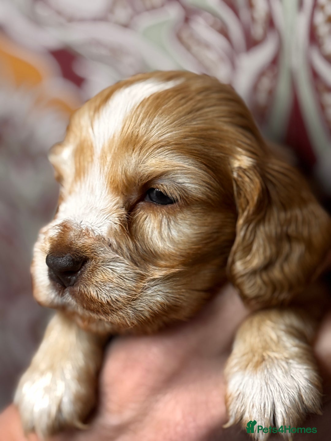 Cocker Spaniel dogs for sale: top quality health tested repeat mating show type - Image 2