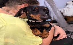 Miniature Dachshund dogs for sale: Bonnie and Bella  - Advert 1