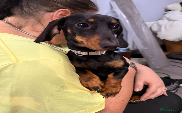 Miniature Dachshund dogs Bonnie and Bella  - Advert 1