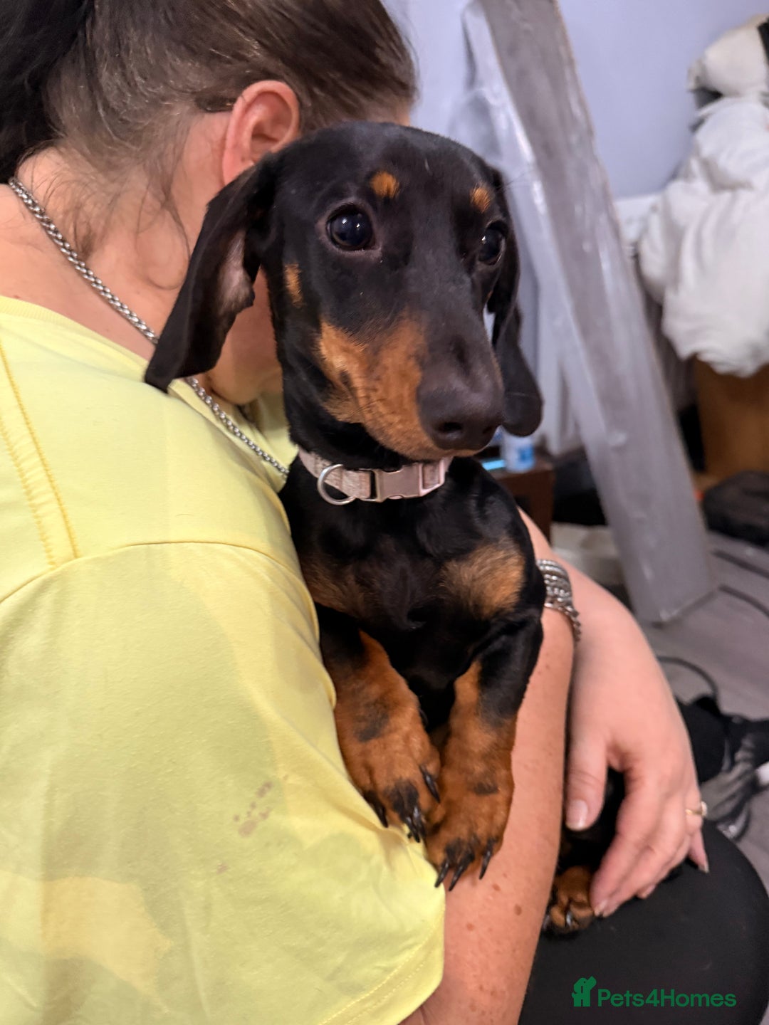 Miniature Dachshund dogs for sale: Bonnie and Bella  - Advert 1