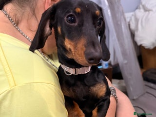 Miniature Dachshund dogs Bonnie and Bella - Advert 1