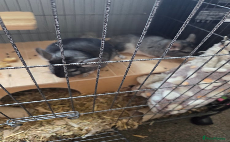 Chinchilla rodents - Advert 2