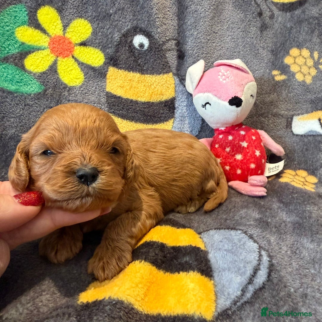 Cavapoo dogs for sale: Stunning F1 Cavapoo puppies - Advert 7
