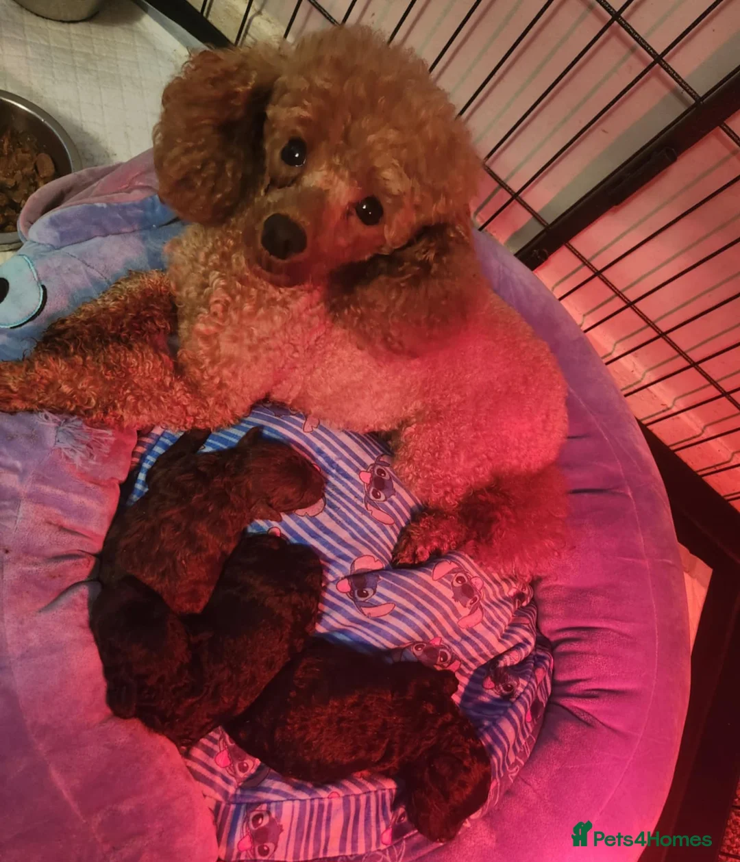 Toy Poodle dogs for sale: Kc reg female - Advert 2