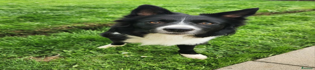 Male Border Collie