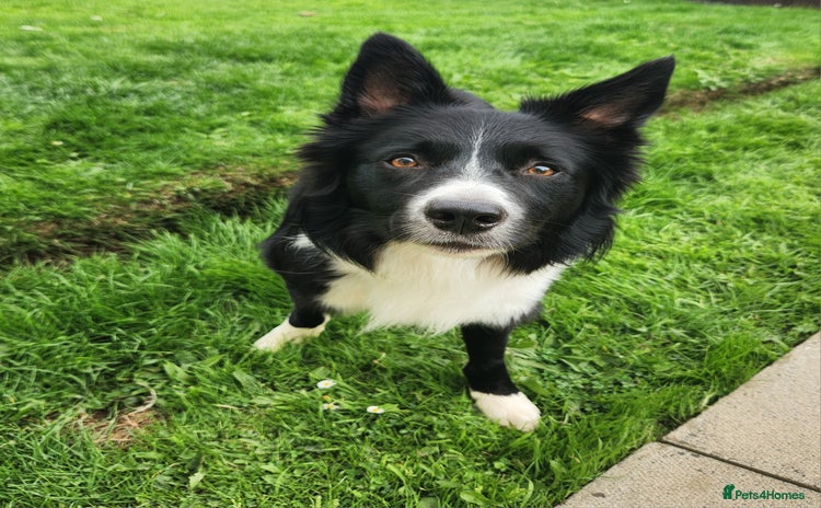 Border Collie dogs - Advert 3