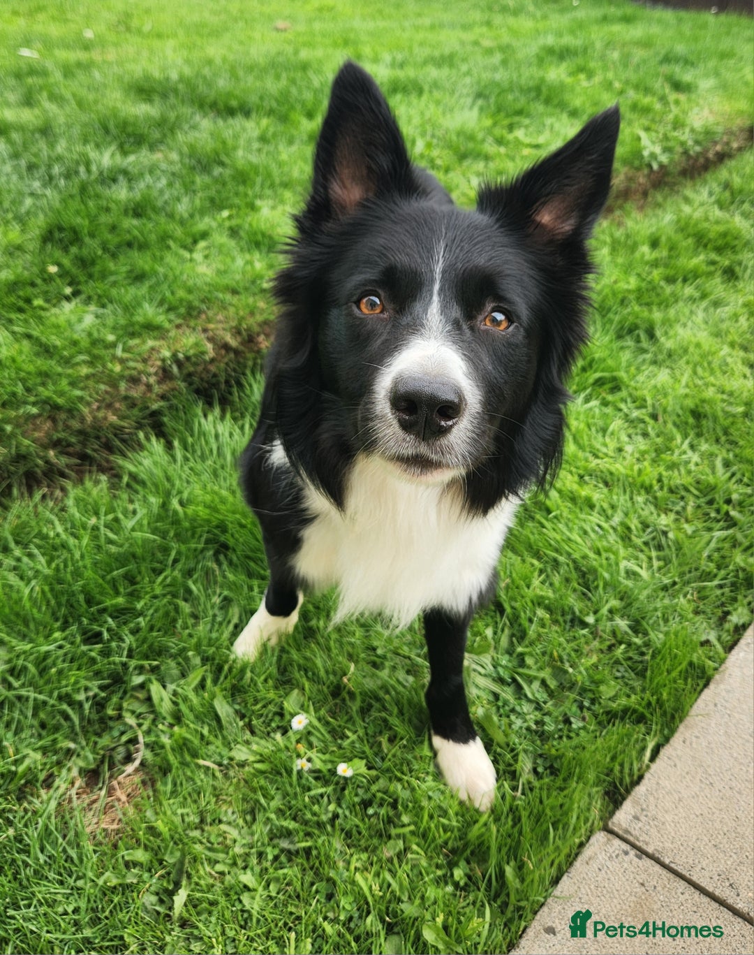 Border Collie dogs for sale: Male Border Collie - Image 1