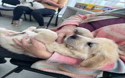 Golden Retriever dogs for sale: Champion line KC reg Golden Retriever pups - Image 7