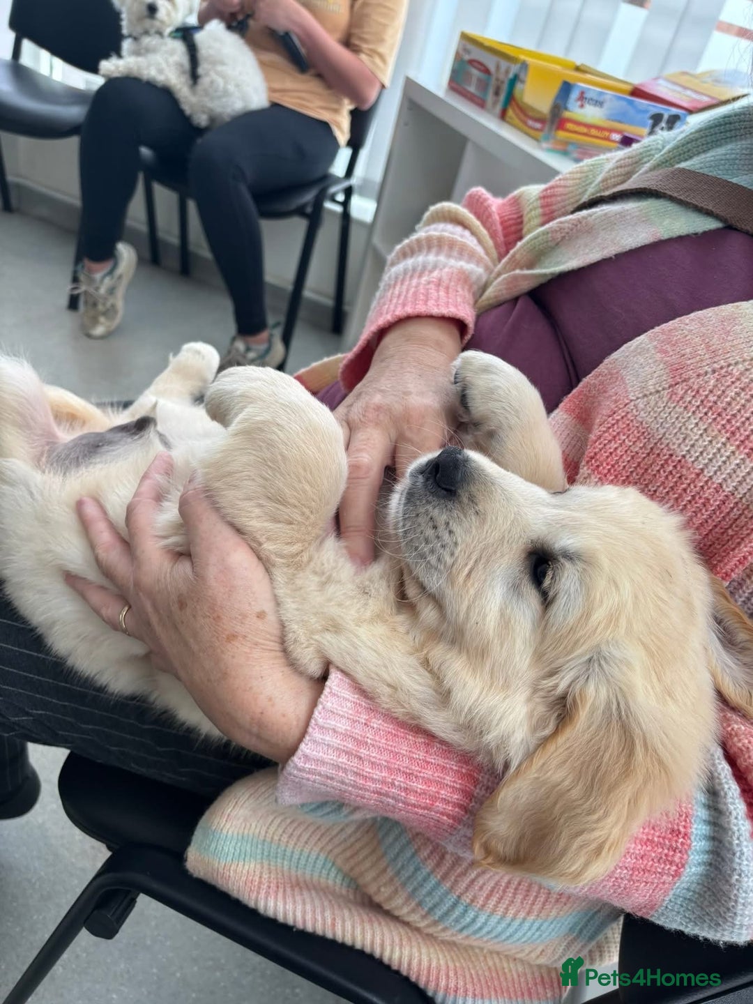 Golden Retriever dogs for sale: Champion line KC reg Golden Retriever pups - Image 7