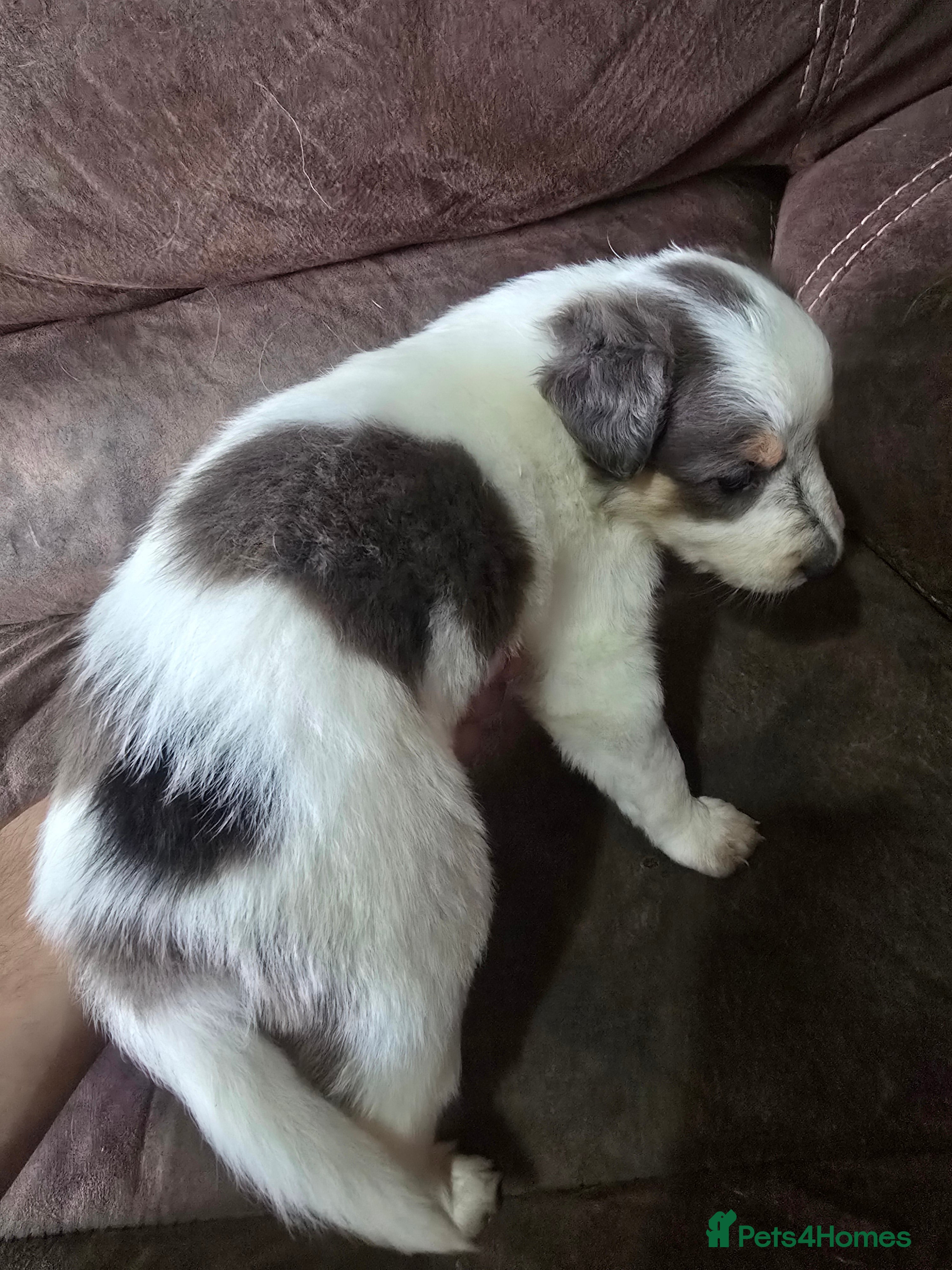 Border Collie dogs Beautiful litter of red merle border collies - Advert 4