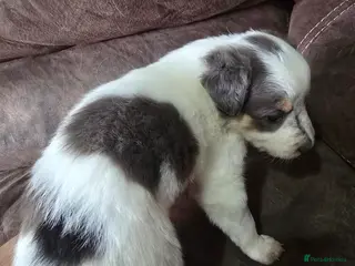 Border Collie dogs Beautiful litter of red merle border collies - Advert 4