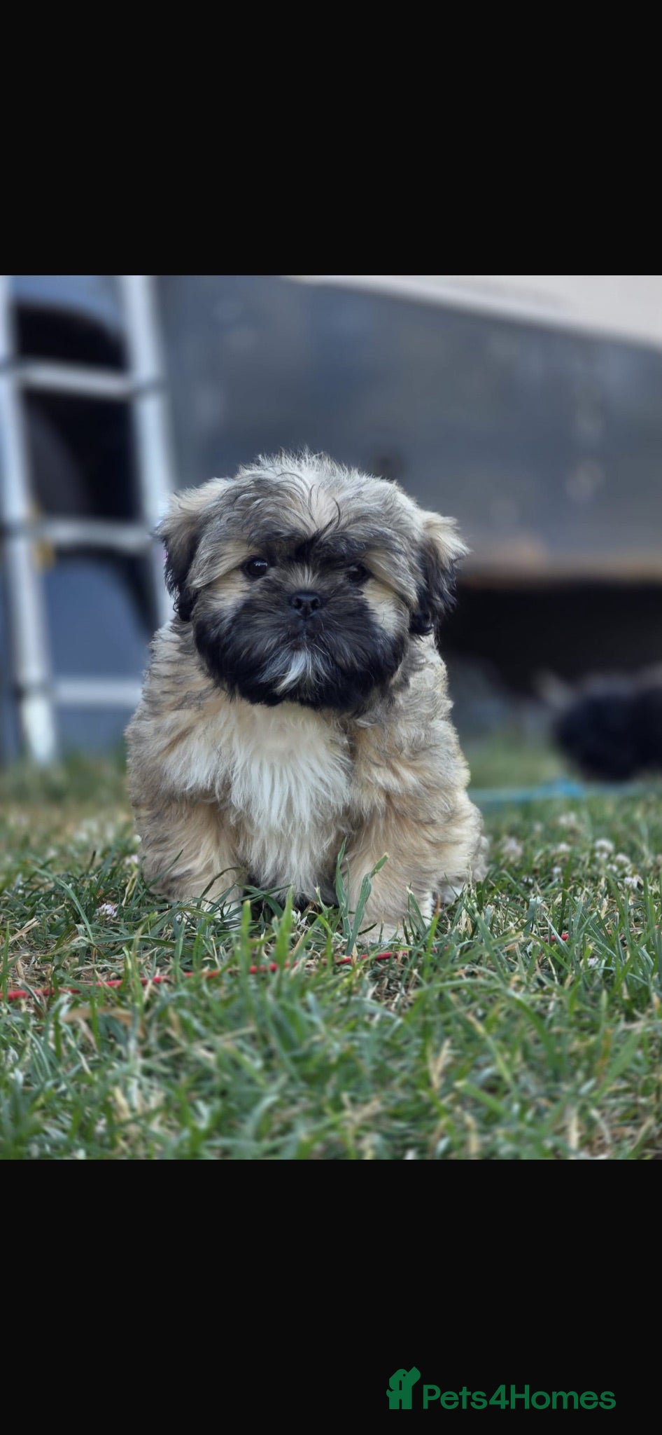 Shih Tzu dogs Three Puppies for sale - Advert 17