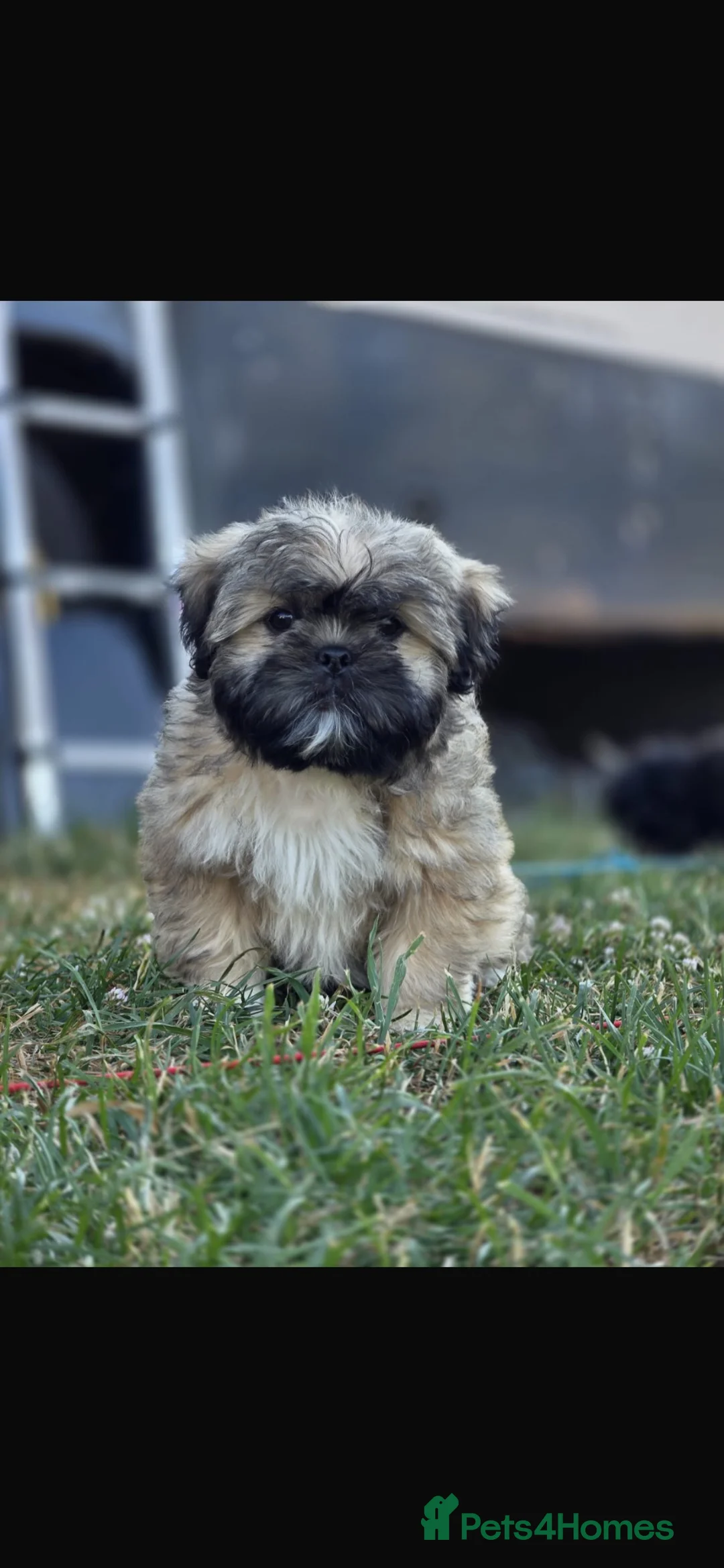 Shih Tzu dogs for sale: Three Puppies for sale - Advert 1