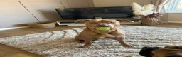 Mixed Breed dogs for sale: Loki  - Advert 5