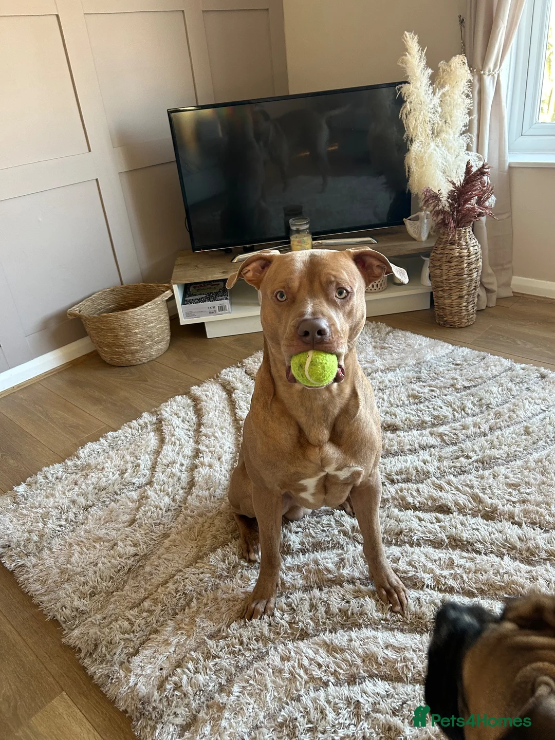 Mixed Breed dogs for sale: Loki  - Advert 5