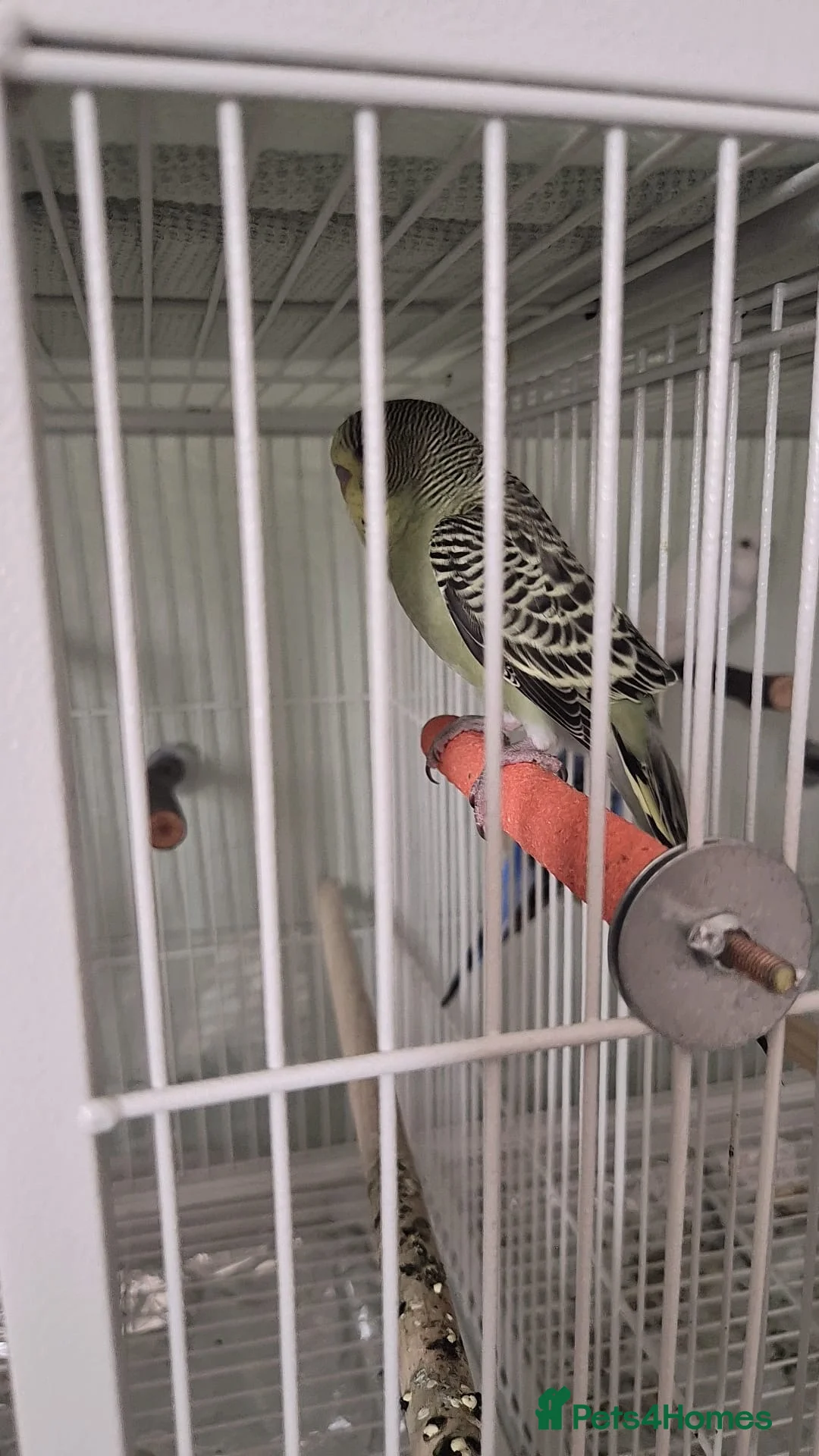 Budgerigars birds for sale: Lovely budgerigars for sale  in Northampton - Advert 2