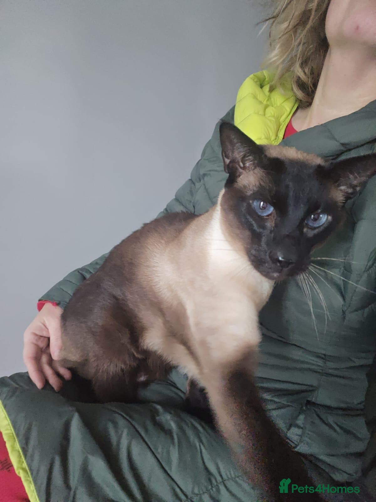 Siamese cats Sad rehoming  - Advert 3