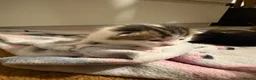 Domestic Shorthair cats for sale: Kittens for sale  - Advert 11
