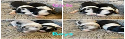 Sprollie dogs for sale: ⚡️Stunning Sprollie Puppies⚡️ - Advert 9