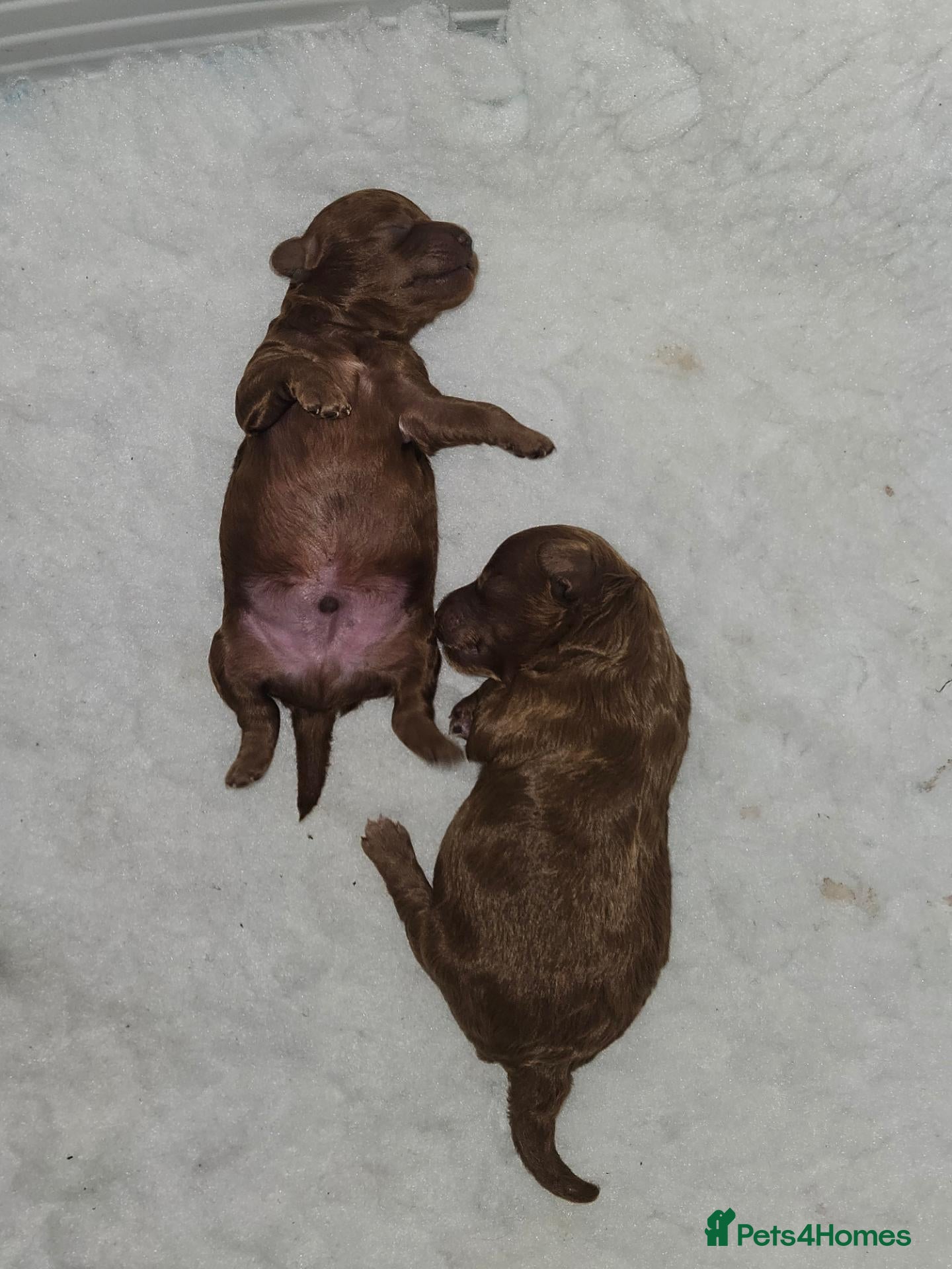Toy Poodle dogs Stunning red toy poodle puppies - Advert 4