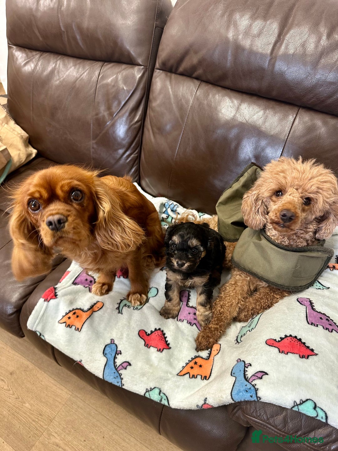 Cavapoo dogs for sale: Health Tested F1 TOY Cavapoo Puppies  - Advert 15