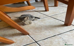Domestic Shorthair cats for sale: 6 beautiful kittens for sale!!  - Image 16