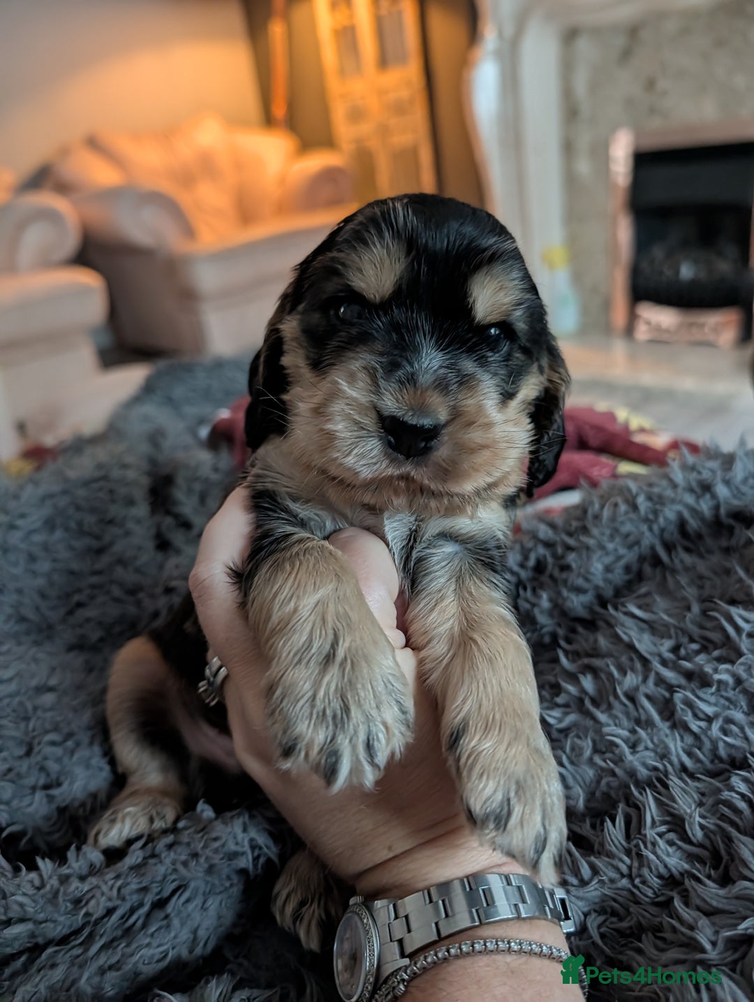Cocker Spaniel dogs for sale: Champion bloodline sable show cocker boy - Advert 1