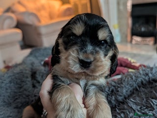 Cocker Spaniel dogs Champion bloodline sable show cocker boy - Advert 2