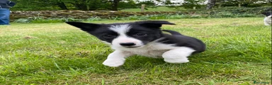 Border Collie Puppy 3