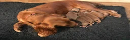 Cocker Spaniel dogs for stud: Liver n Tan working cocker. Clear AMS, PP PRA, FN. - Advert 16