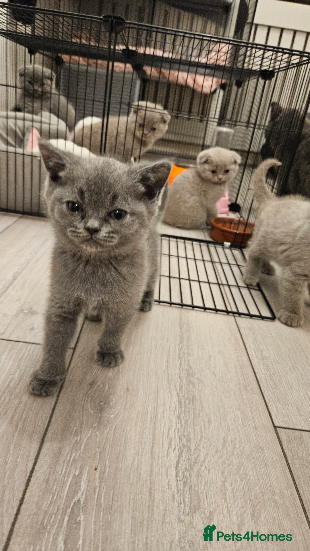 British Shorthair cats for sale: British Shorthair Male Kitten🩶🐱 - Advert 5