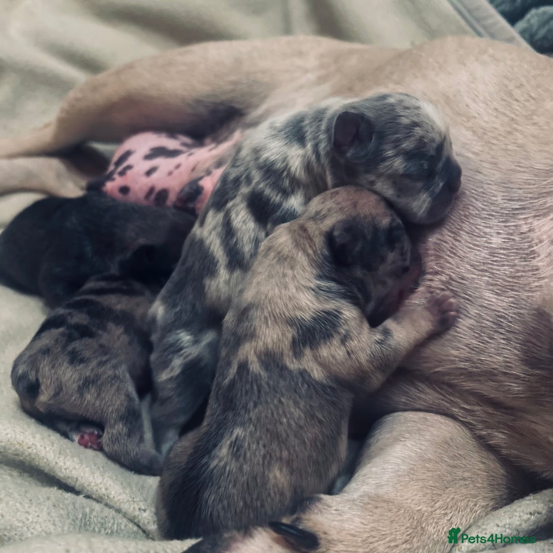 French Bulldog dogs for sale: REDUCED Frenchie pup's Home Raised with Love 💘 - Image 9