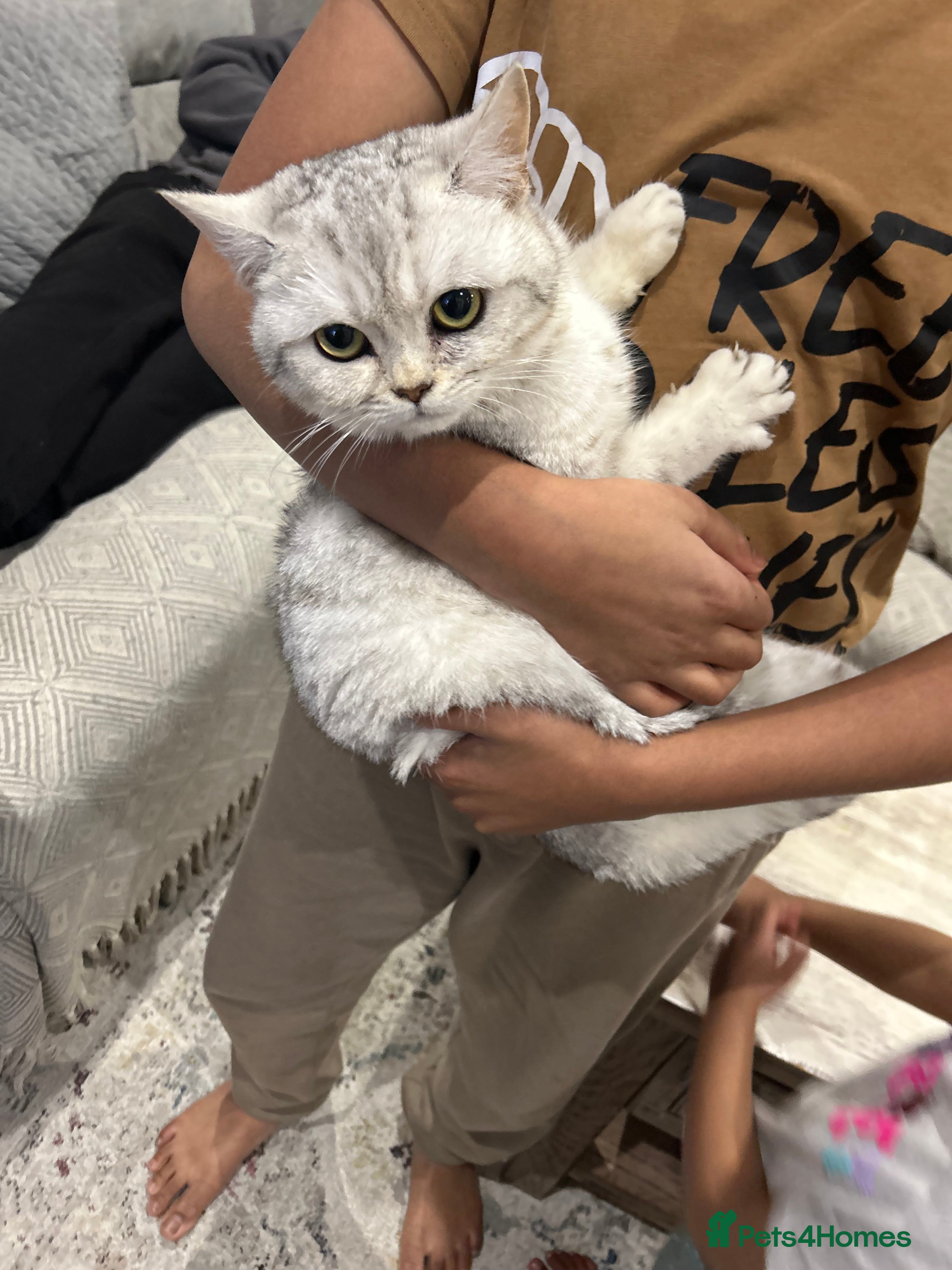 British Shorthair cats Silver spotted British shorthair  - Advert 18