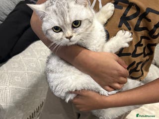 British Shorthair cats Silver spotted British shorthair - Advert 18