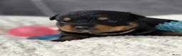 Rottweiler dogs for sale: Gorgeous Rottweiler Puppies  - Advert 27